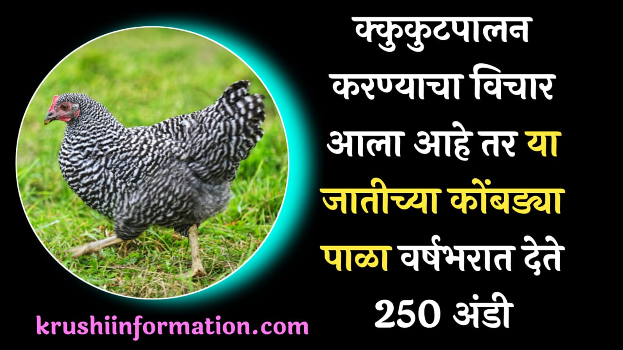 Poultry farming business