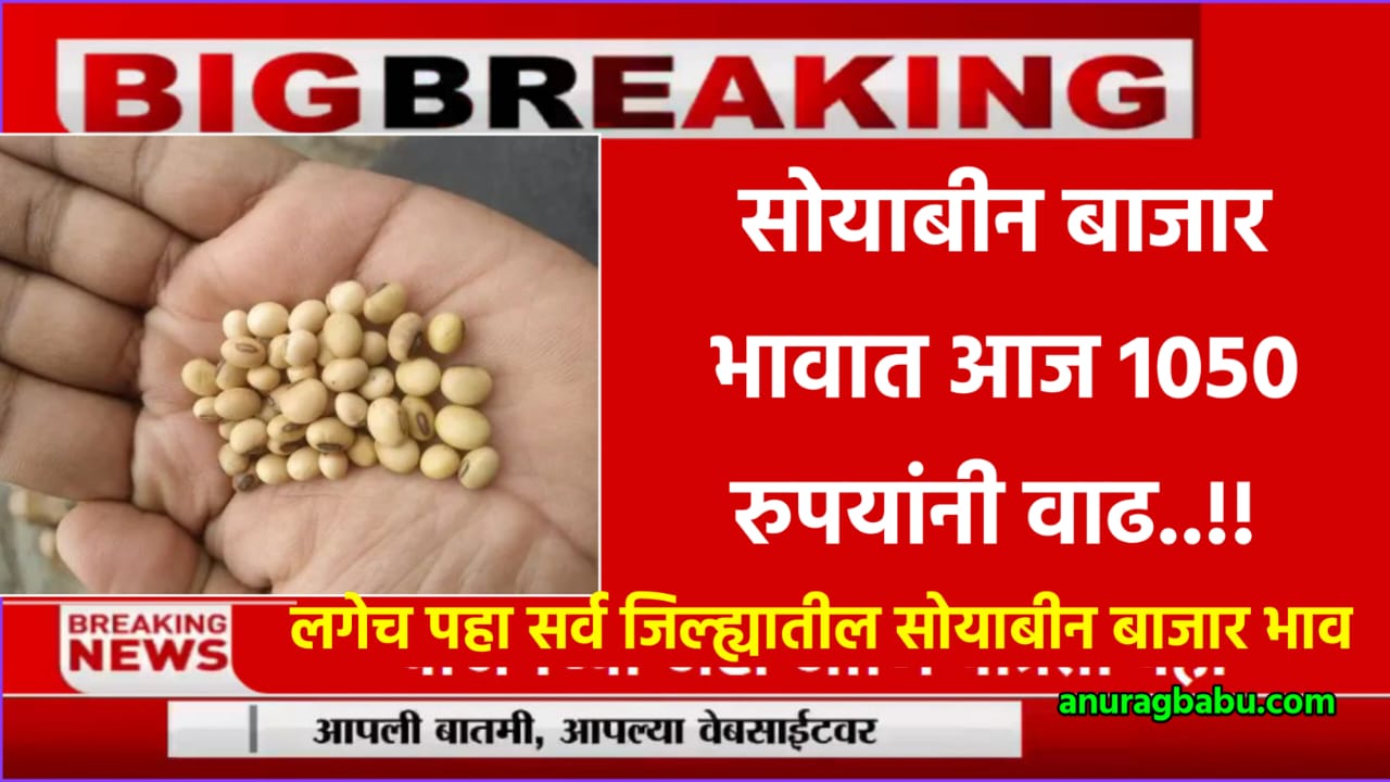 Soyabean Rate Today