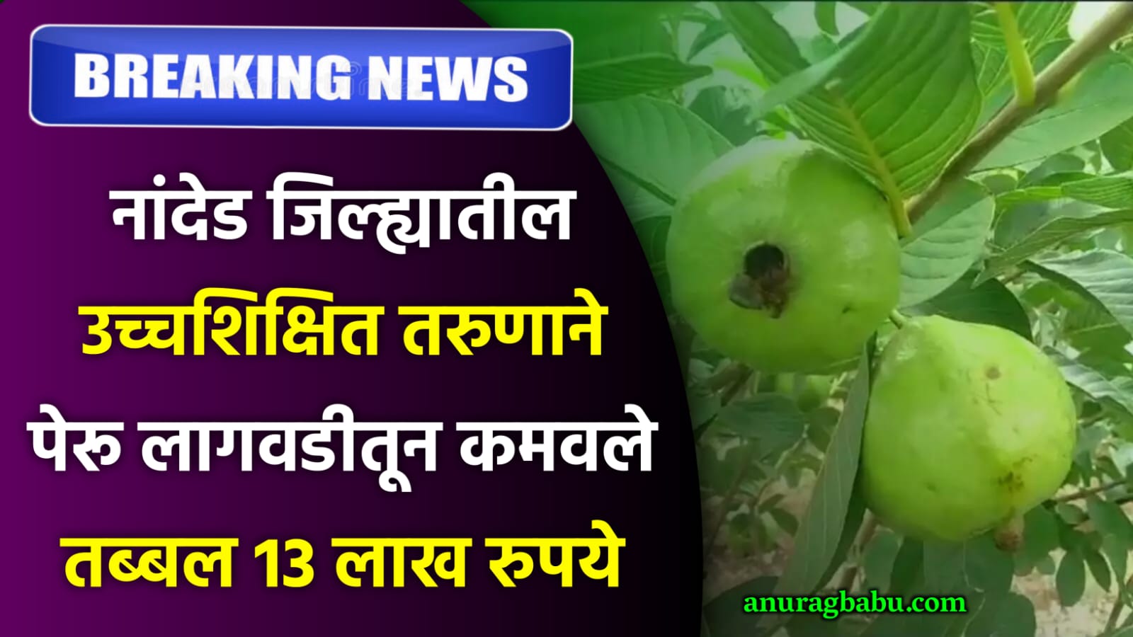 Successful cultivation of guava