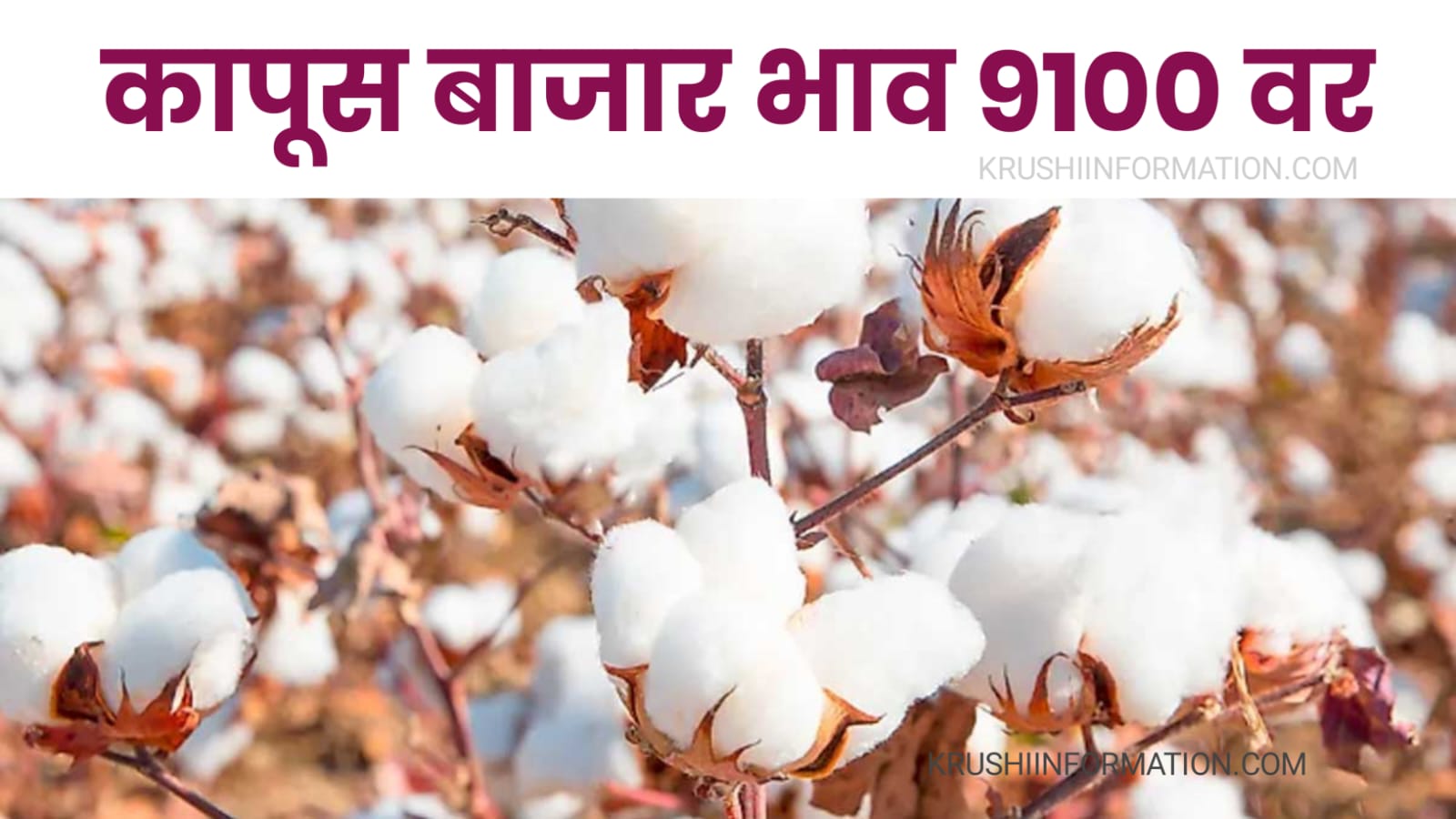 Cotton Rate Aajche