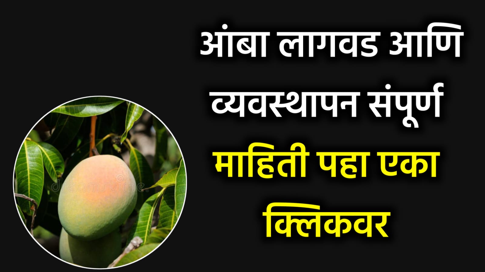 ﻿Mango Cultivation and Management