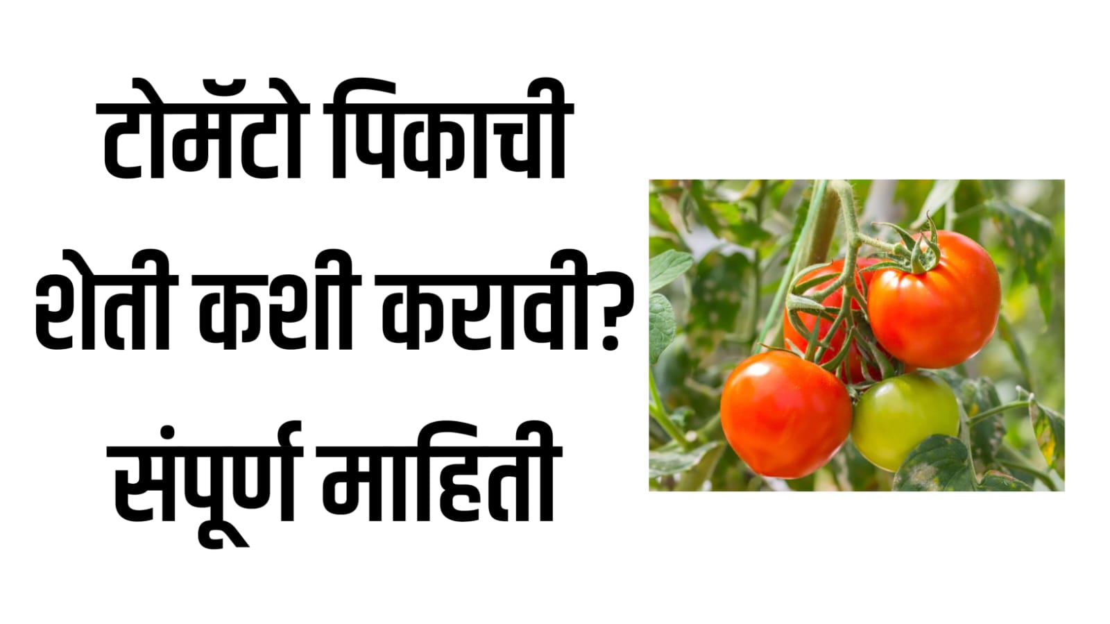 ﻿Tomato Farming News